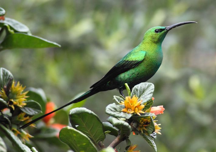 Malachite Sunbird
